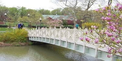 White arched bridge over a pond with blooming magnolia trees